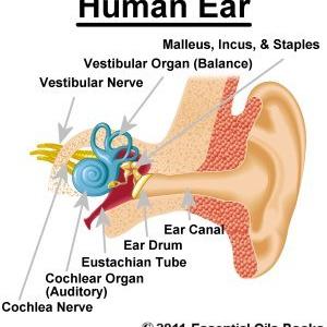  Cure Your Ringing Ears Once And For All