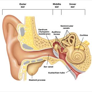 Tinnitus Nutrition 