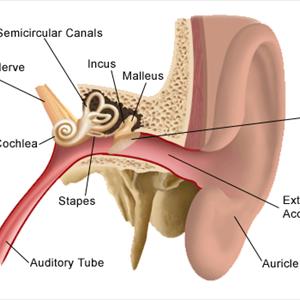 Low Frequency Tinnitus - Tinnitus Solution - 5 Tinnitus Remedies To Stop The Buzzing In Your Ears