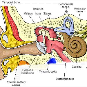 Oregon Tinnitus Hyperacusis Treatment - Pulsing Tinnitus - Can You Handle It?